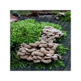 - DSC7619-7654 C-Smoothing1-Bearbeitet 60x60cm 10x10cm-sRGB