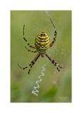 Spinne 9 MG 6560-54-C,S1-Bearbeitet-Bearbeitet 60x90cm 10x10cm
