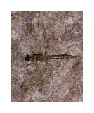 Stack 01 08A4664-16-C S4 40x50cm Signatur Rand