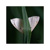 DSC1099-C,Smoothing1-Bearbeitet 60x60cm Signatur 10x10cm