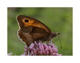 008A3872 01-Bearbeitet-Bearbeitet 40x53,3cm Rand