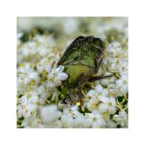 Stack 14 08A3463-67 Superfocus 40x40cm Signatur Rand