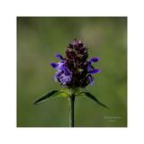 Stack 20  08A3537-17 B,R8,S4-Bearbeitet 40x40cm Signatur Rand