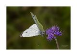 08A4175 40x60cm Signatur Rand