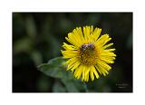 08A5389-Bearbeitet 40x60cm Signatur Rand