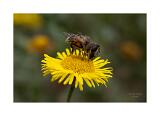 08A6101 40x60cm Signatur Rand