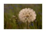 DSC7190-PS 40x60cm Signatur Rand