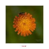 DSC1906-11-B R1 S1 Wonder-2 40x40cm Signatur Rand