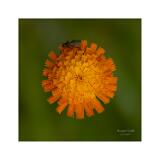 DSC1906-11-B R1 S1 Wonder-2 40x40cm Signatur Rand