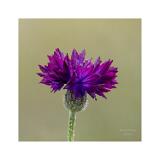 Stack 06 08A0422-83-C S4+C S4 40x40cm Signatur Rand