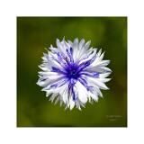 Stack 30 08A3657-100-C S4+B R9 S4 Wonder3 40x40cm Signatur Rand