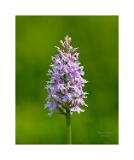 Stack 16 08A1161-55-C+5 40x50cm Signatur Rand