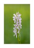 Stack 24 08A1649-40-C S4 40x60cm Signatur Rand