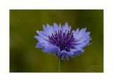DSC3311-Bearbeitet 40x60cm Signatur Rand