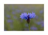DSC3318-Bearbeitet-Bearbeitet  40x60cm Signatur Rand
